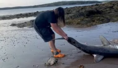 Teen helps stranded porbeagle shark on New River Beach