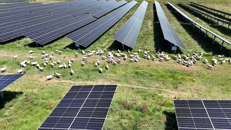 Sheep grazing solar farms have seen success overseas.
