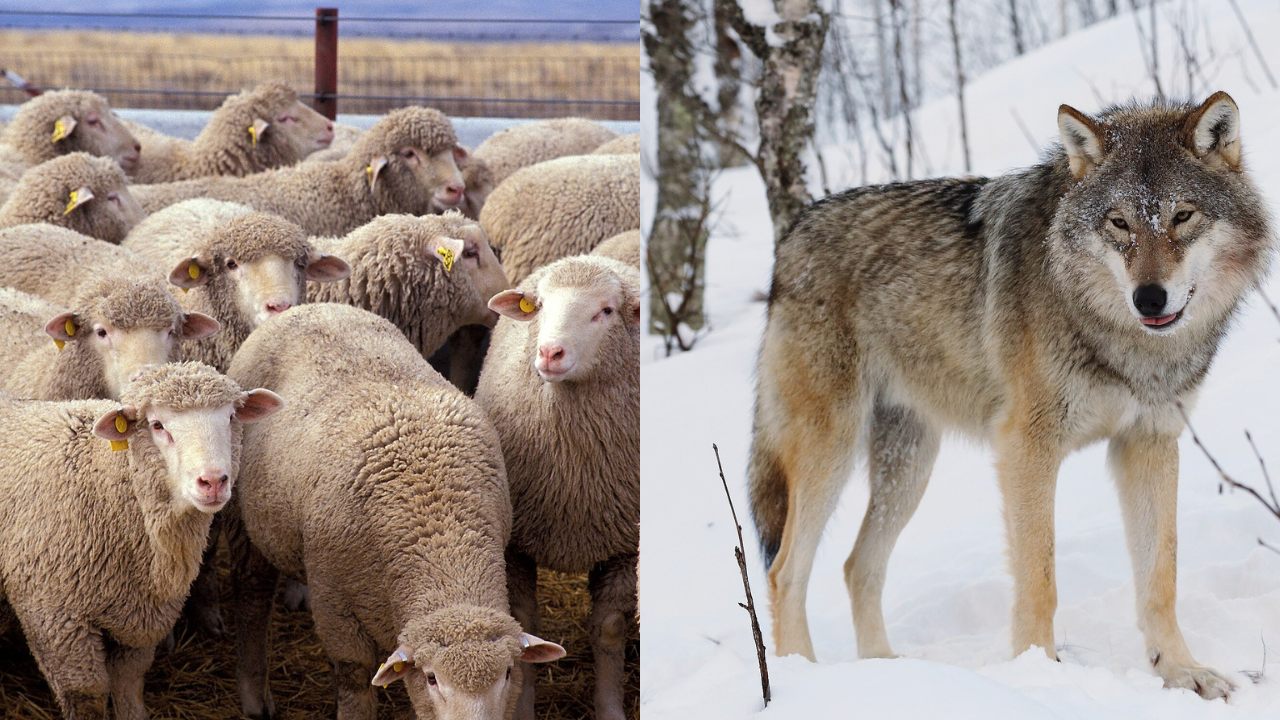 There have been no controlled field tests involving wolf attacks, which means there is currently no scientific evidence showing that the armor can successfully prevent predation | Wikimedia Commons sheep
