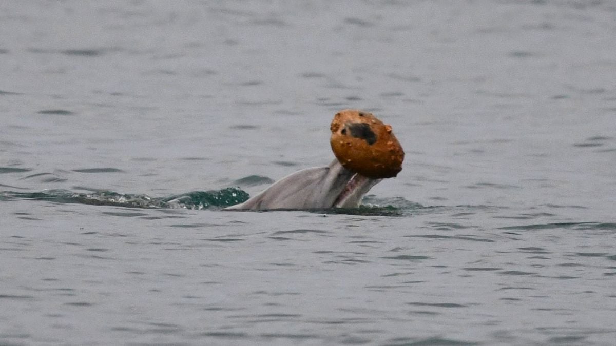 Incredible Footage Shows Dolphins Hunting With Shells Off The East Coast of Australia – And Possibly Passing The Skill on