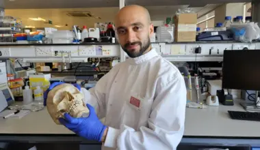 Scientists turn sheep’s wool into a material that helps regrow bone