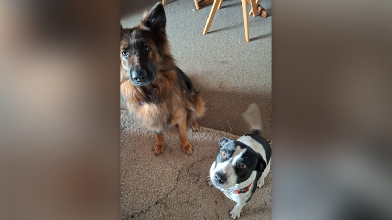 Shontelle Castledine is required to place anti-bark collars on her dogs Karma and Zeus.