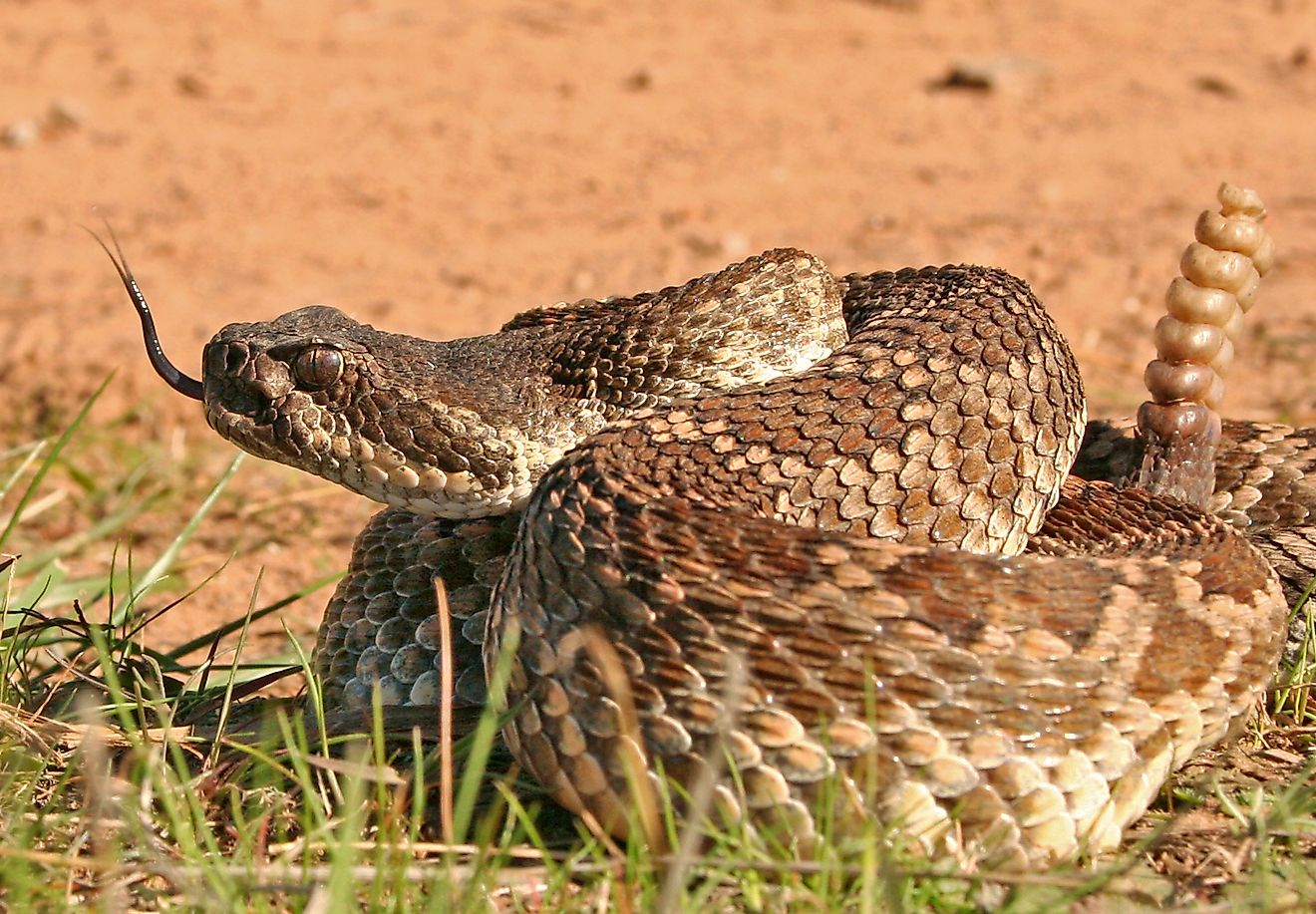 The Wildlife You're Most Likely To Die From In A National Park