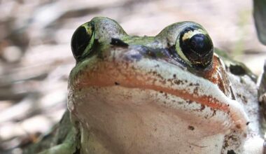 These Frogs Grew Babies in Their Stomachs. Both Are Gone.
