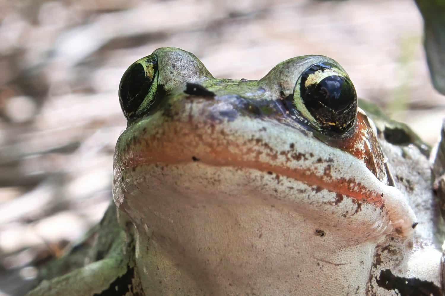 These Frogs Grew Babies in Their Stomachs. Both Are Gone.