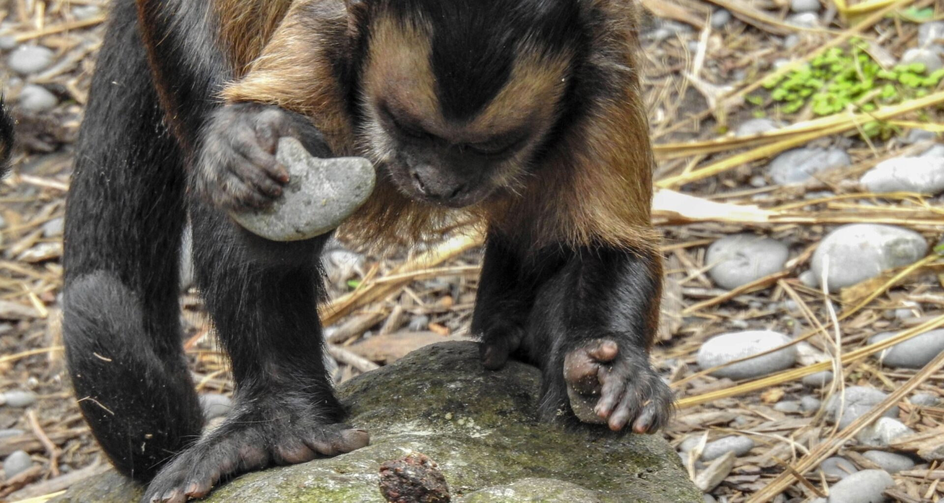 Wild monkeys read the history written on stone tools