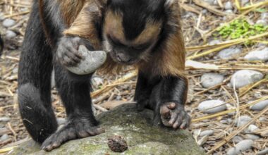 Wild monkeys read the history written on stone tools