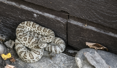 Rattlesnake sighting prompts warning at Eston Riverside Regional Park - SwiftCurrentOnline.com