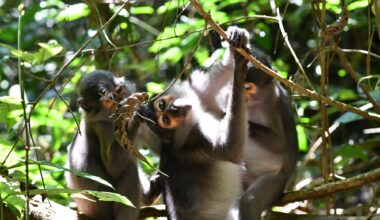 Wild monkeys challenge a long-held assumption about the common ancestor of humans and chimpanzees