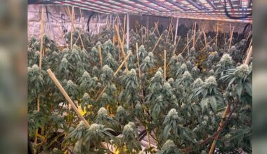 Eight arrests after 14 Vietnamese-linked cannabis grow houses busted