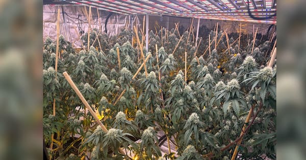 Eight arrests after 14 Vietnamese-linked cannabis grow houses busted