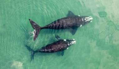 Drones over the Azores recorded two sperm whales turning to face each other, converging at speed and striking head-on with the front of the skull — the battering-ram collision the species' anatomy had implied for two centuries, and nobody had ever filmed