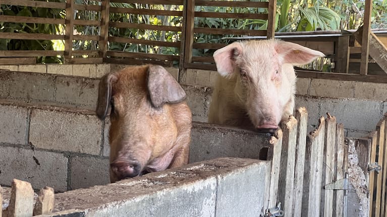 Steven Piukala's piggery.