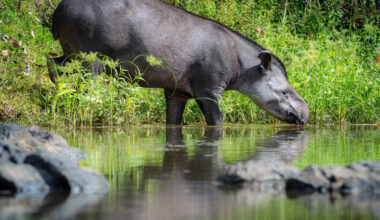 Tapirs, bats and nests: How plastic infiltrates Amazonian wildlife