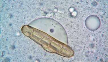 Tardigrades pulled from Antarctic moss can survive a decade without water, temperatures near absolute zero, and a 10-day exposure to the open vacuum of space in 2007, curling into a dehydrated husk they call a tun until conditions improve