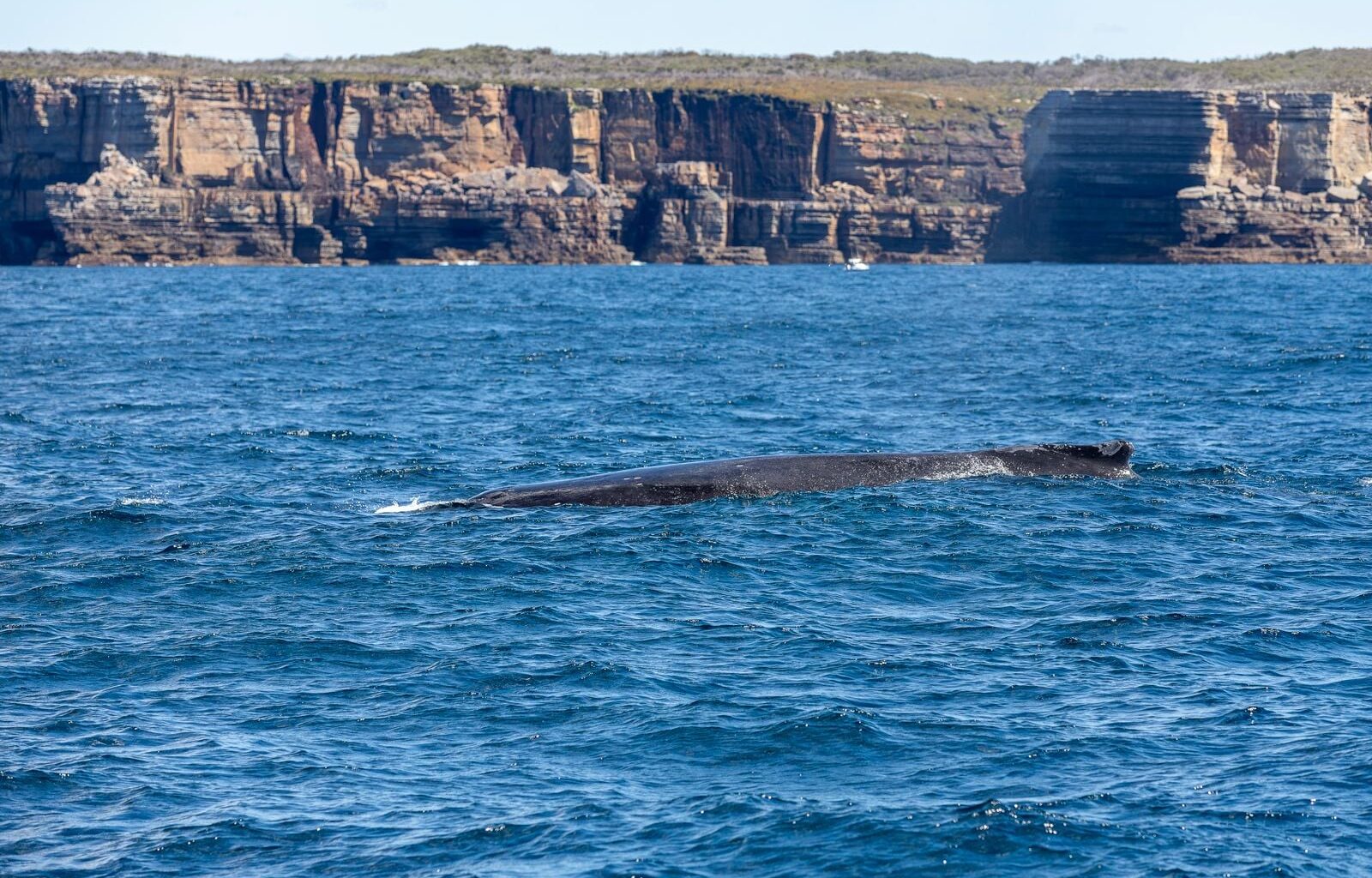 The blue whale's heart weighs about 400 pounds, beats as slowly as twice per minute when the animal is deep-diving, and pushes blood through an aorta about nine inches across, wide enough to fit a human head but not the crawling child of the popular legend