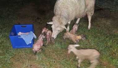 'Absolutely stunned': Tasman farmer delivers rare quintuplet lambs