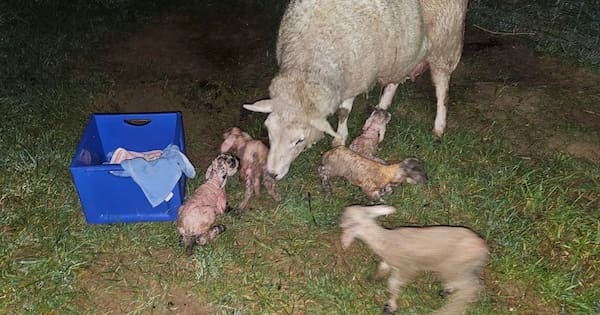 'Absolutely stunned': Tasman farmer delivers rare quintuplet lambs
