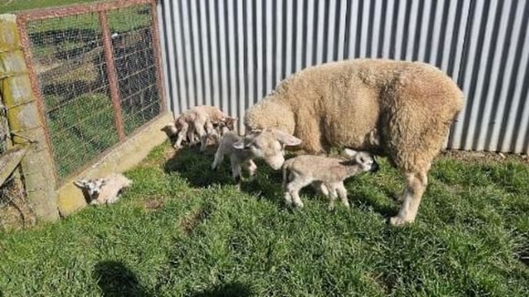 The ewe and her five lambs.