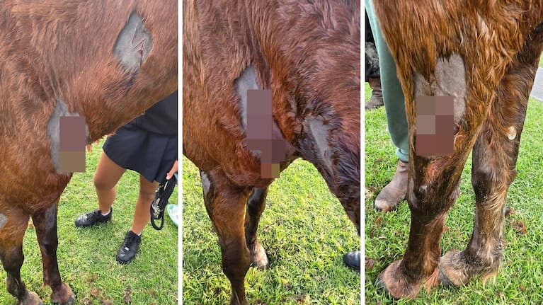 The horse attacked by dogs on Pāpāmoa Beach in May.