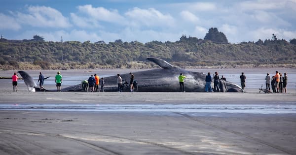 Huge pygmy blue whale washes up dead on West Coast beach