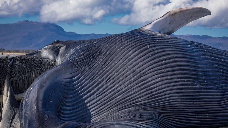 The whale was estimated to be more than 20-metres long. (Source: Don & Ali Parish Photography)