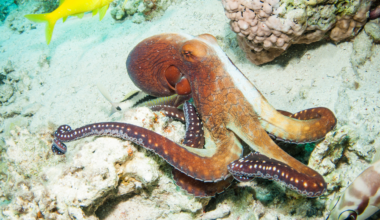An octopus was filmed carrying two halves of a coconut shell across the seafloor to reassemble them later as a portable suit of armour, one of the only clear cases of a wild invertebrate using tools.