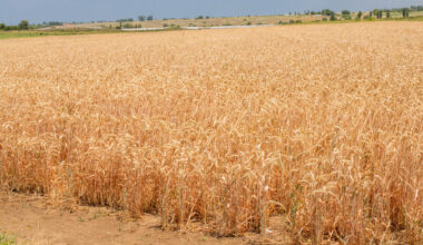 FAO Food Price Index edges up amid weather, energy and geopolitical concerns