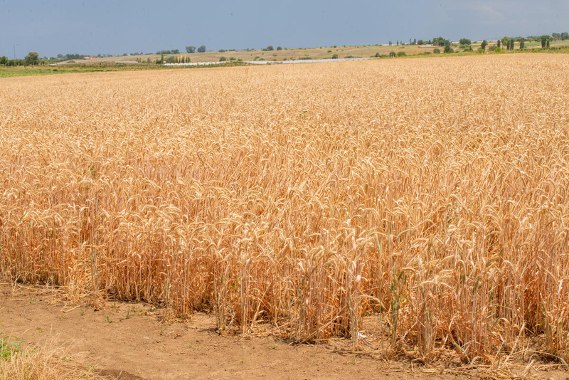 FAO Food Price Index edges up amid weather, energy and geopolitical concerns