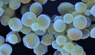There Are Fungi in The Ocean, And They May Be Way More Important Than We Realized : ScienceAlert