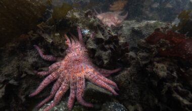 Bacteria killed billions of sea stars. A Northwest tribe has stepped in to help : NPR