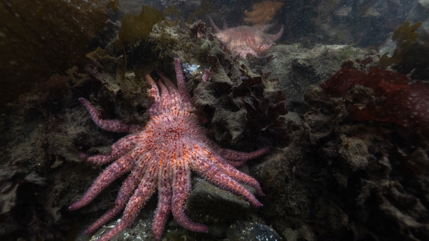 Bacteria killed billions of sea stars. A Northwest tribe has stepped in to help : NPR