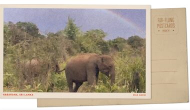 A Sri Lanka wildlife park is an elephant haven : NPR