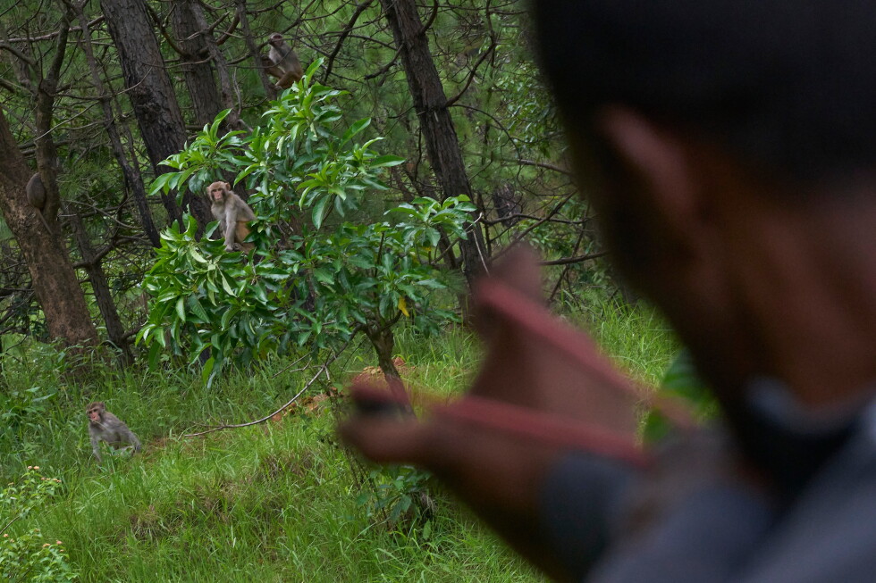 Photos show farmers in Nepal protecting crops from monkeys