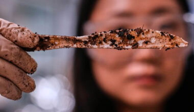 Company creates plastic from sugar to help solve microplastics problem