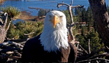 Tell us what Big Bear's beloved bald eagle Jackie meant to you