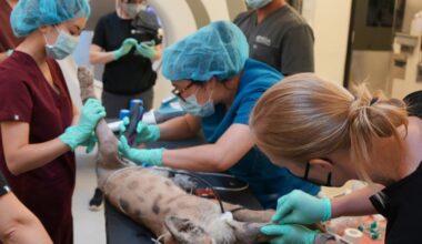 Crimson the mountain lion cub, abandoned by mom, has leg amputated