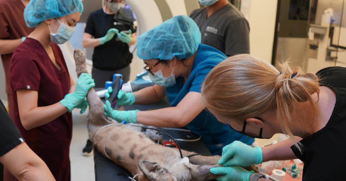 Crimson the mountain lion cub, abandoned by mom, has leg amputated