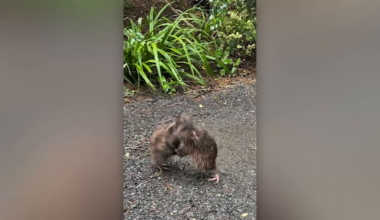 Video shows daylight kiwi brawl on predator-free island