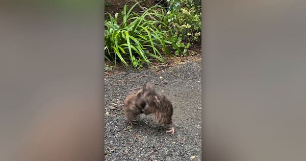 Video shows daylight kiwi brawl on predator-free island