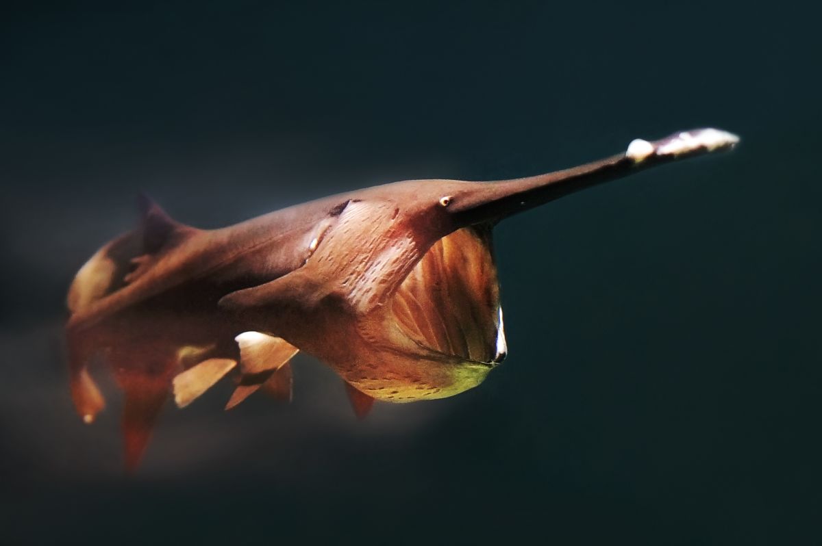 The greenish, grayish <strong>paddlefish</strong> is classified as <a href=