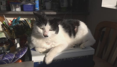 'Disgusting': Cat shootings prompt warnings about anti-feline violence