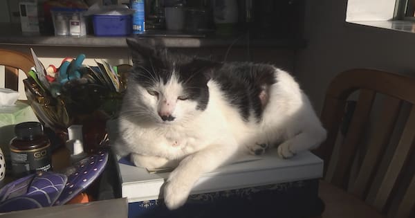 'Disgusting': Cat shootings prompt warnings about anti-feline violence