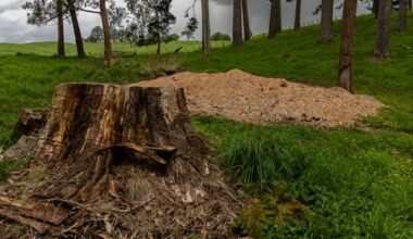 Coroner's warning about machinery after arborist caught on grinder
