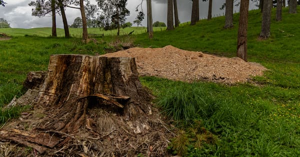 Coroner's warning about machinery after arborist caught on grinder