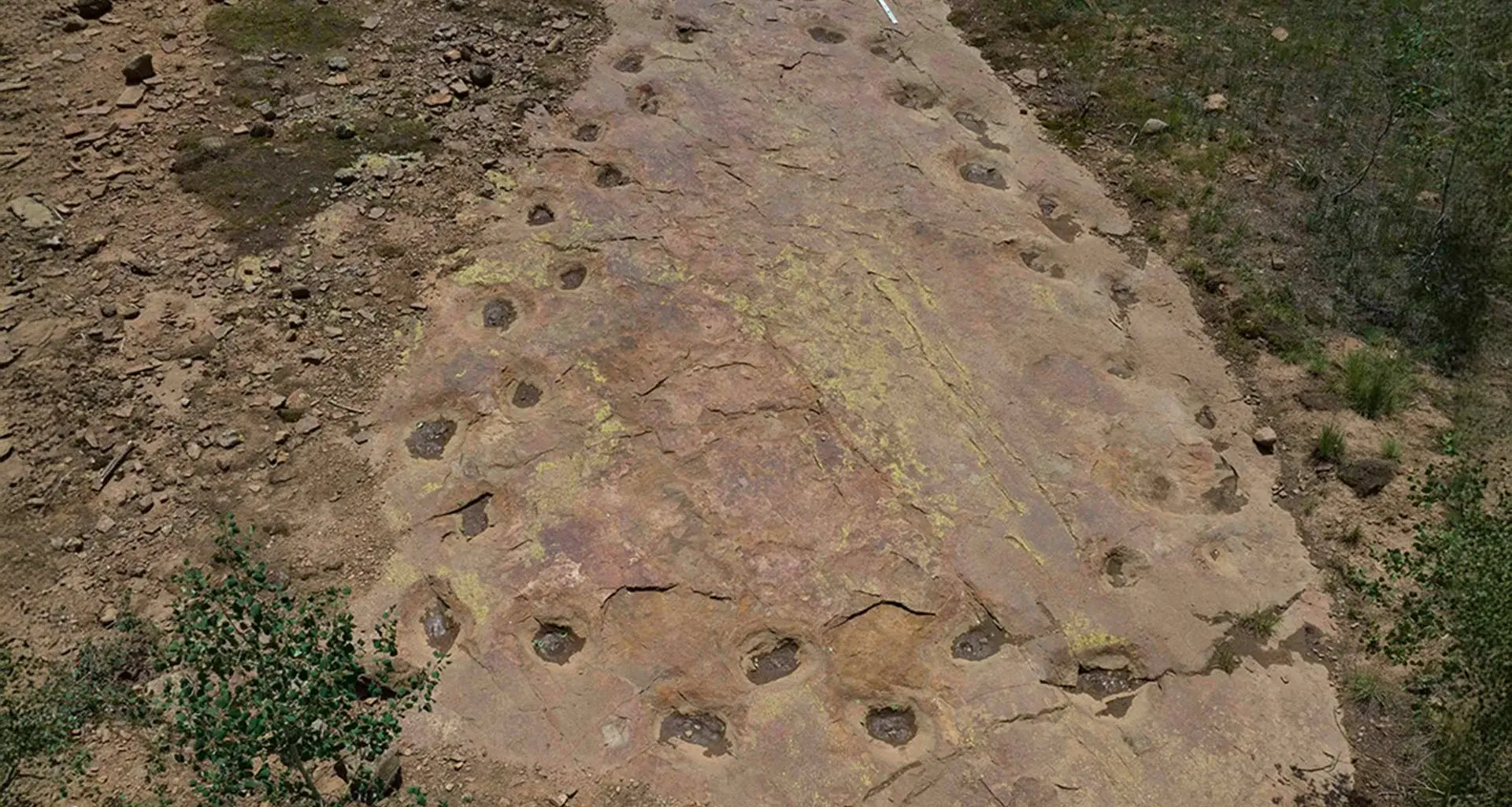 150-million-year-old dinosaur footprints reveal something strange about its walk