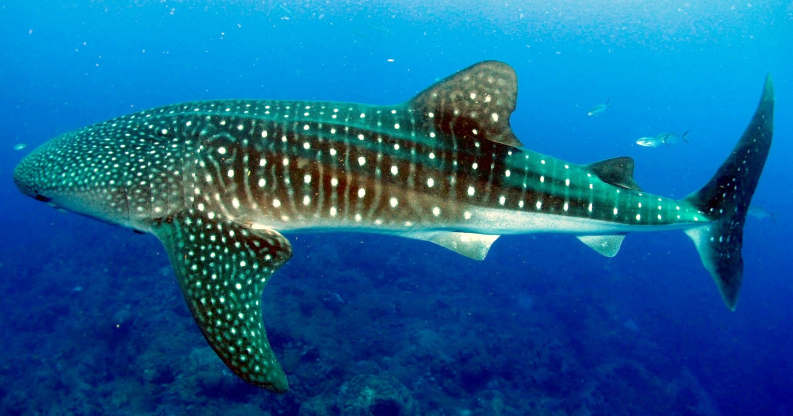 Cameras on whale shark fins caught them feeding as deep as 68.8 metres