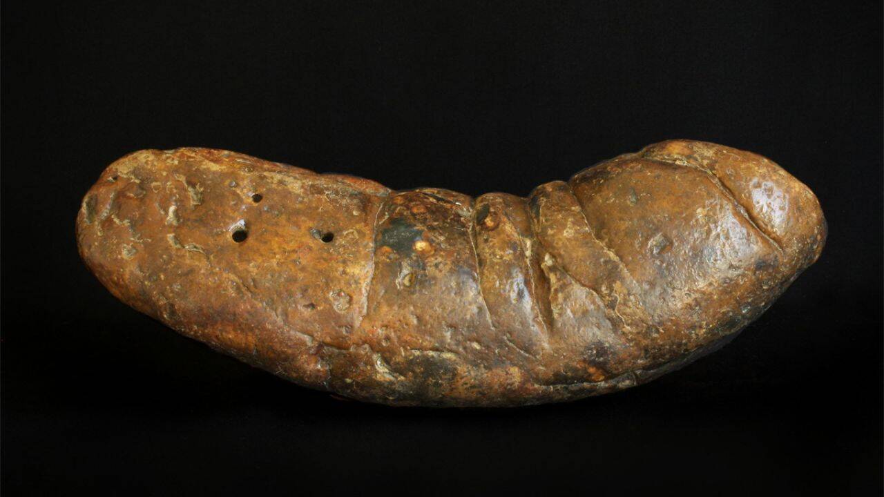 A large coprolite from South Carolina, US. Image Credit: Poozeum/Wikipedia What does the fossil record tell us about prehistoric animal poop