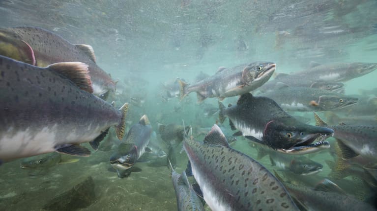 While the salmon farm operated year-round, staff numbers dropped during winter.