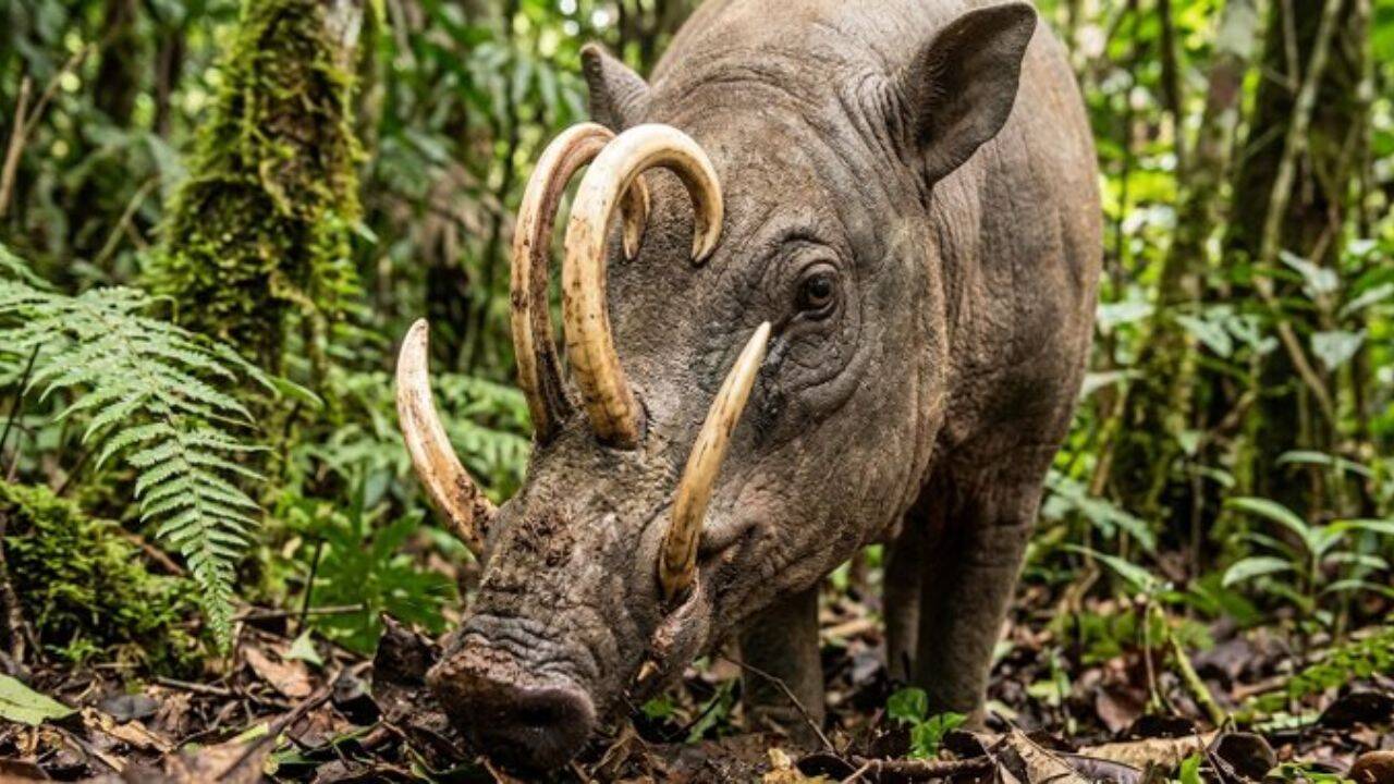 They belong to a genus called Babyrousa, in the swine family found in the Indonesian islands of Sulawesi, Togian, Sula and Buru Who are Babirusas?<br><br>